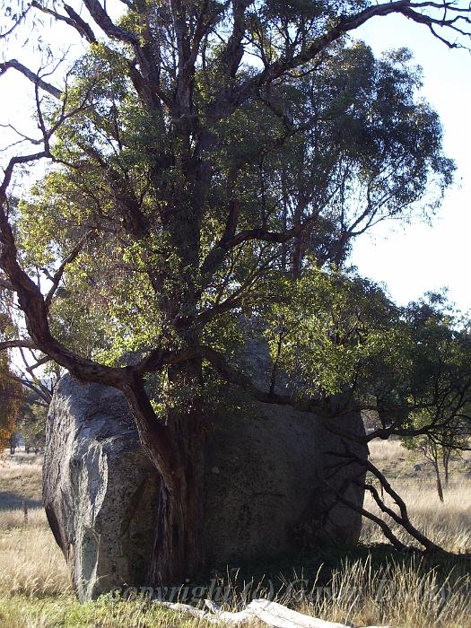 Eucalypt in front of granite boulder, Yarrowyck IMGP9787.JPG